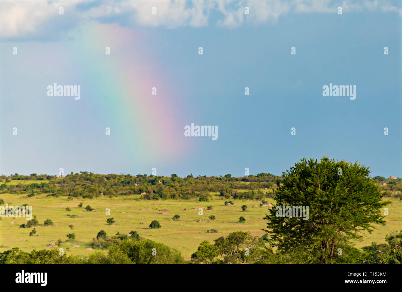 Regenbogen über der Savanne Stockfoto