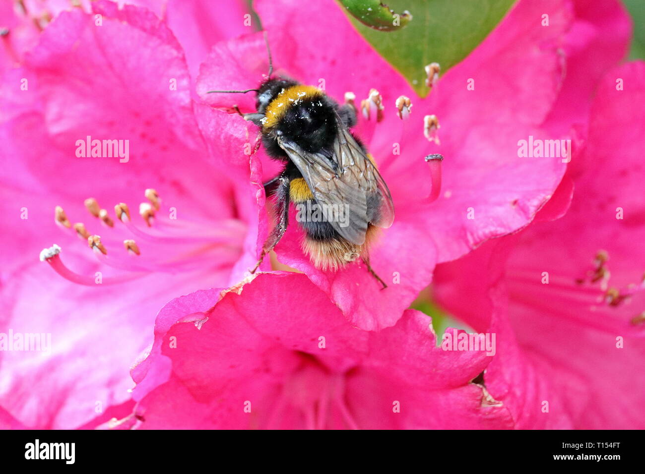 Bumble Bee Stockfoto