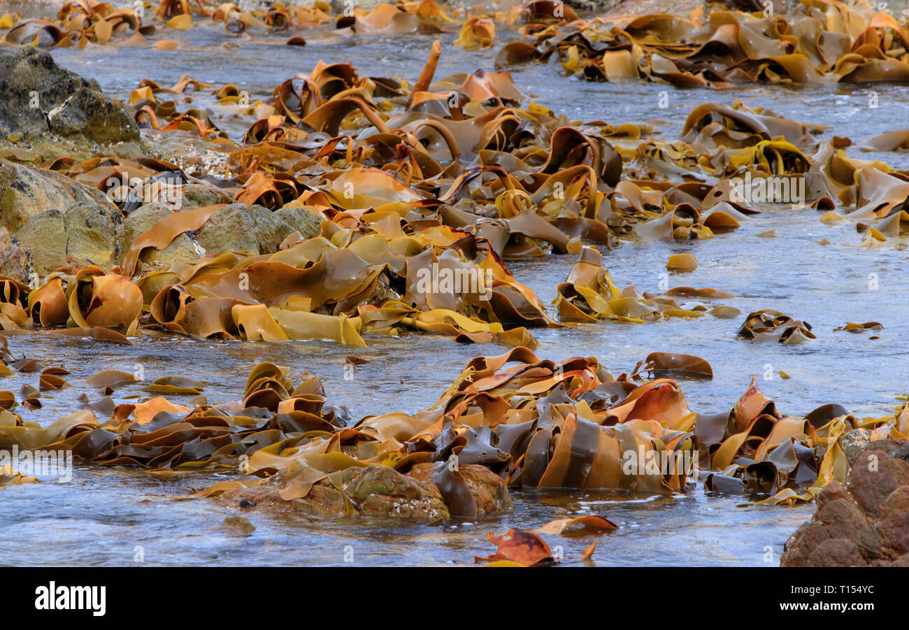 Braun Seetang oder Algen um Felsen an der Küste von Tasmanien bei Ebbe gewaschen wird. Kelp hat viele Verwendung einschließlich Essen, Seife, und ist eine Quelle Stockfoto