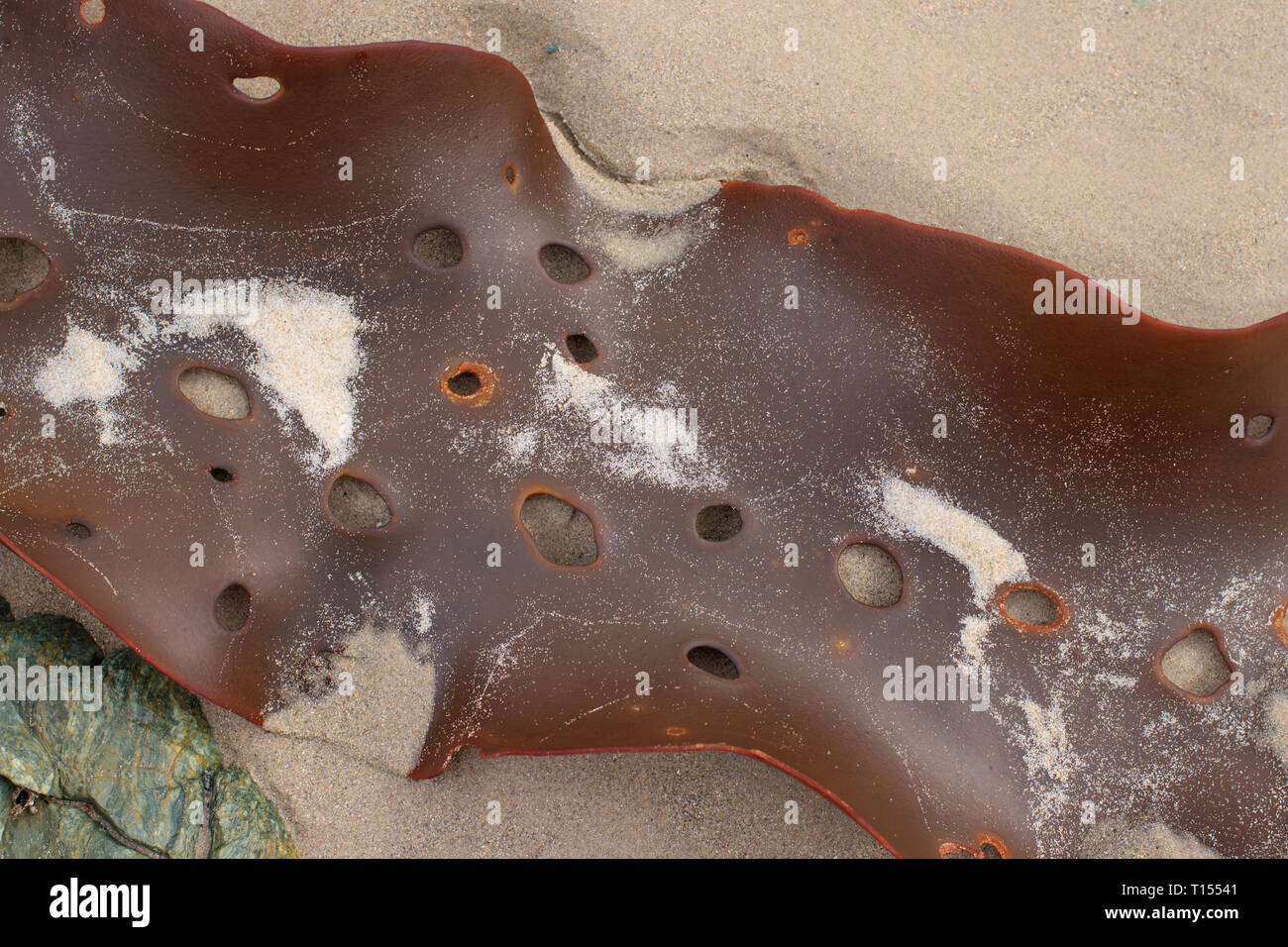 Braun Seetang oder Algen gewaschen oben auf einem entfernten Tasmanien Strand. Kelp ist in einer Vielzahl von Produkten wie Lebensmittel, Seife verwendet wird, und ist eine Quelle für Jod. Stockfoto