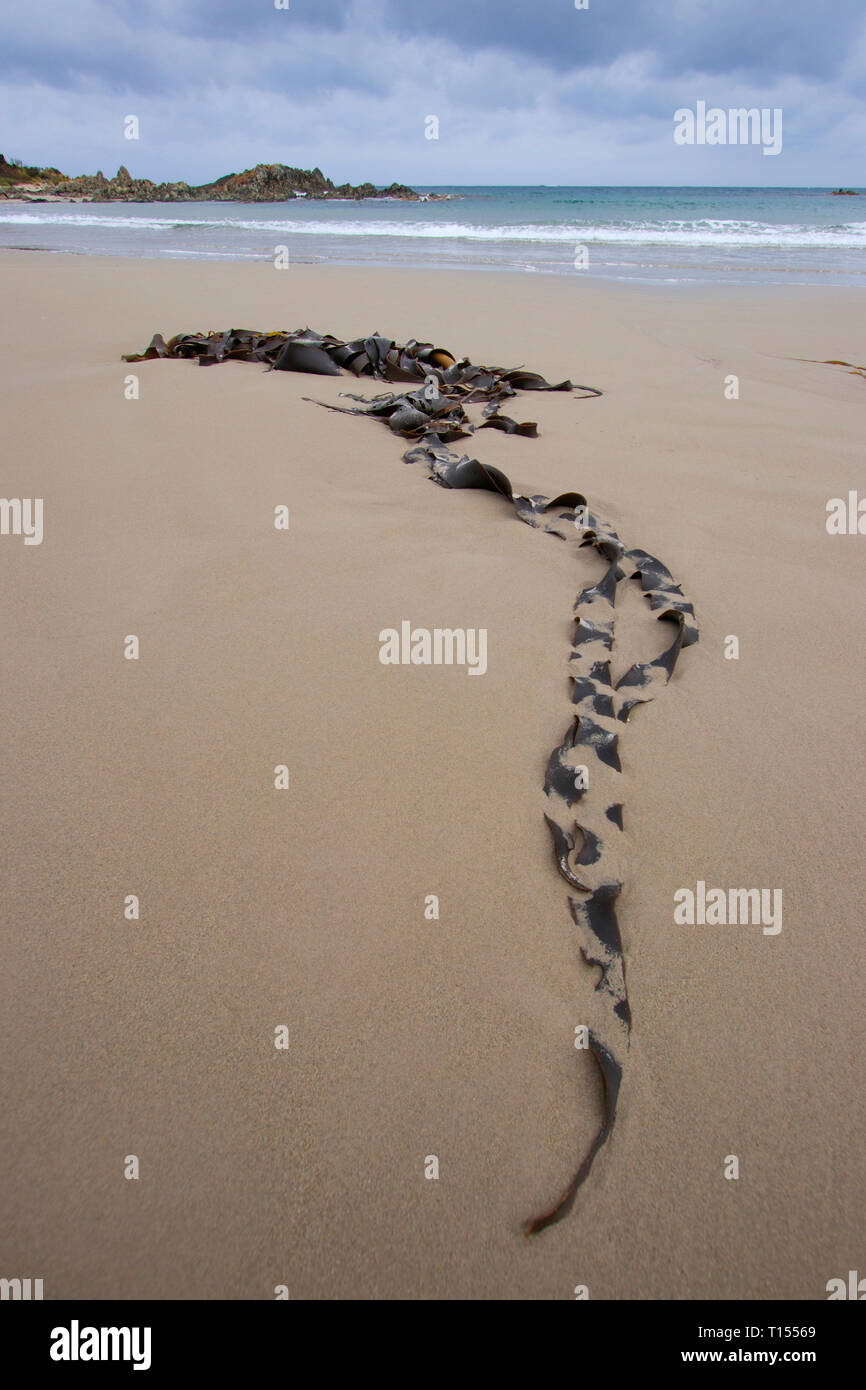 Braun Seetang oder Algen bis auf einem entfernten Tasmanien Strand gespült. Kelp hat viele Verwendungen einschließlich als Nahrungsmittel, in der Medizin und alternative Heilmethoden, eine Quelle ist Stockfoto