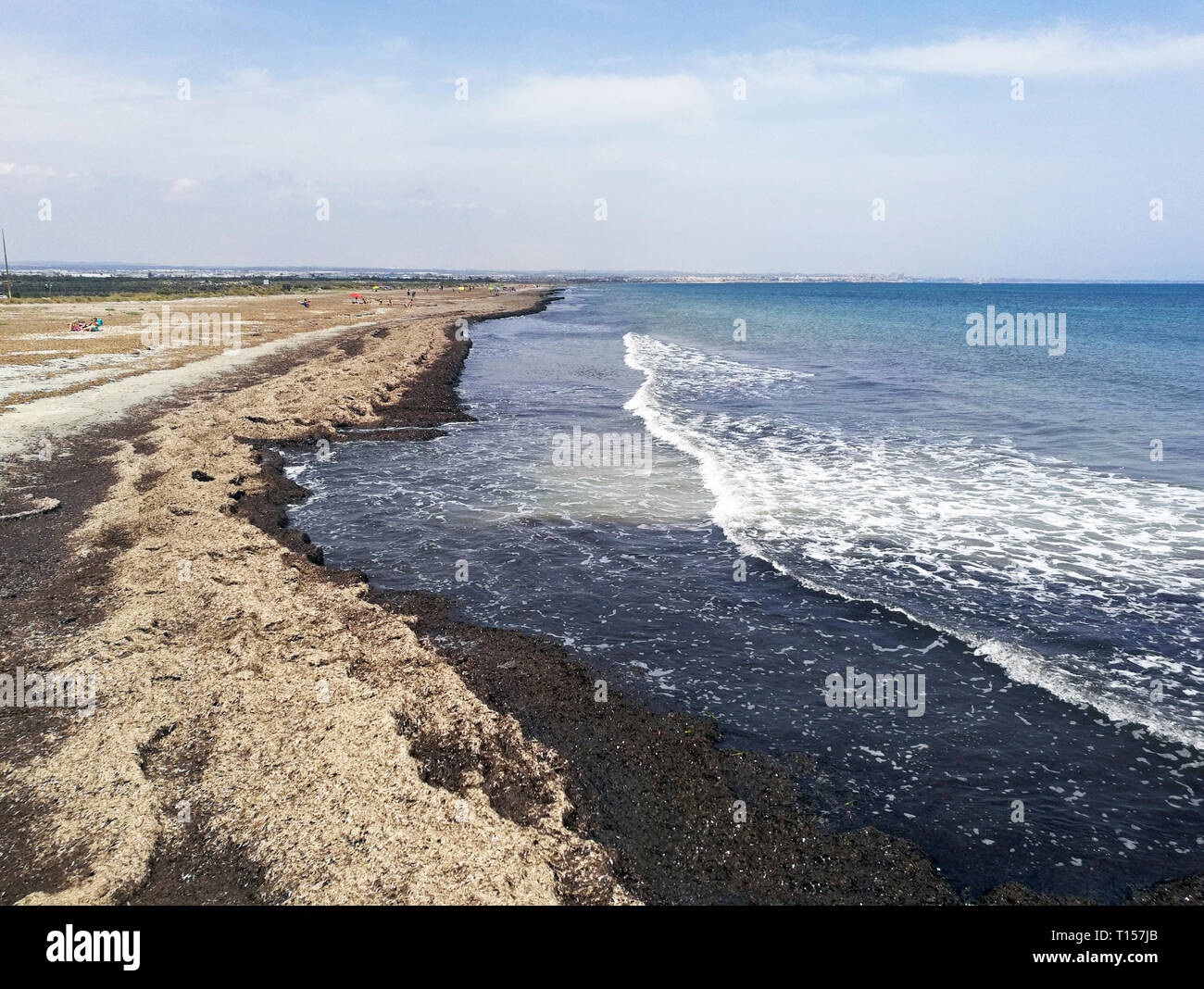 Strand voller trockenen Algen an der Küste in Spanien. Die Verschmutzung an der Küste im Mittelmeer Stockfoto