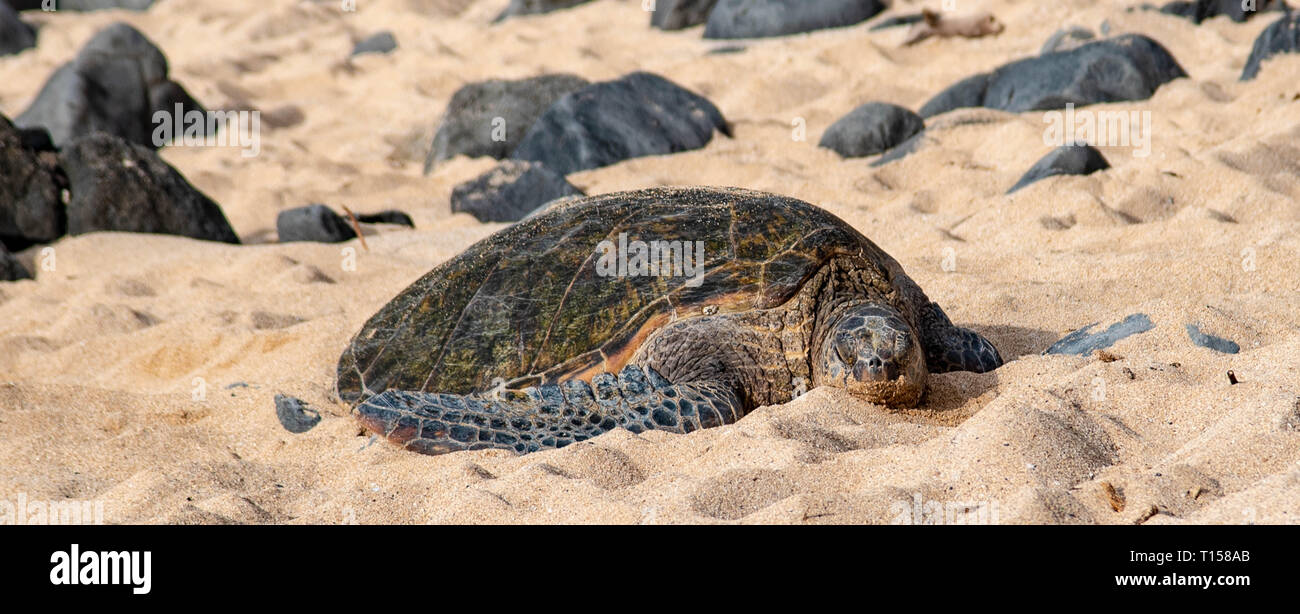 Unglaubliche Sammlung von Schildkröten in Ho'okipa Beach auf der North Shore von Maui. Stockfoto