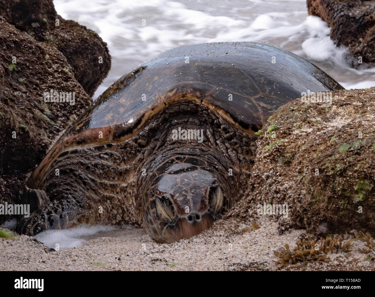 Unglaubliche Sammlung von Schildkröten in Ho'okipa Beach auf der North Shore von Maui. Stockfoto