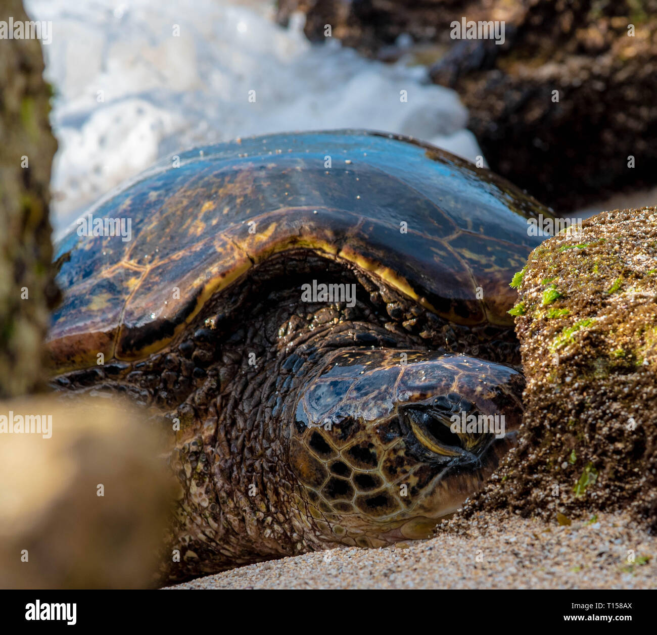 Unglaubliche Sammlung von Schildkröten in Ho'okipa Beach auf der North Shore von Maui. Stockfoto