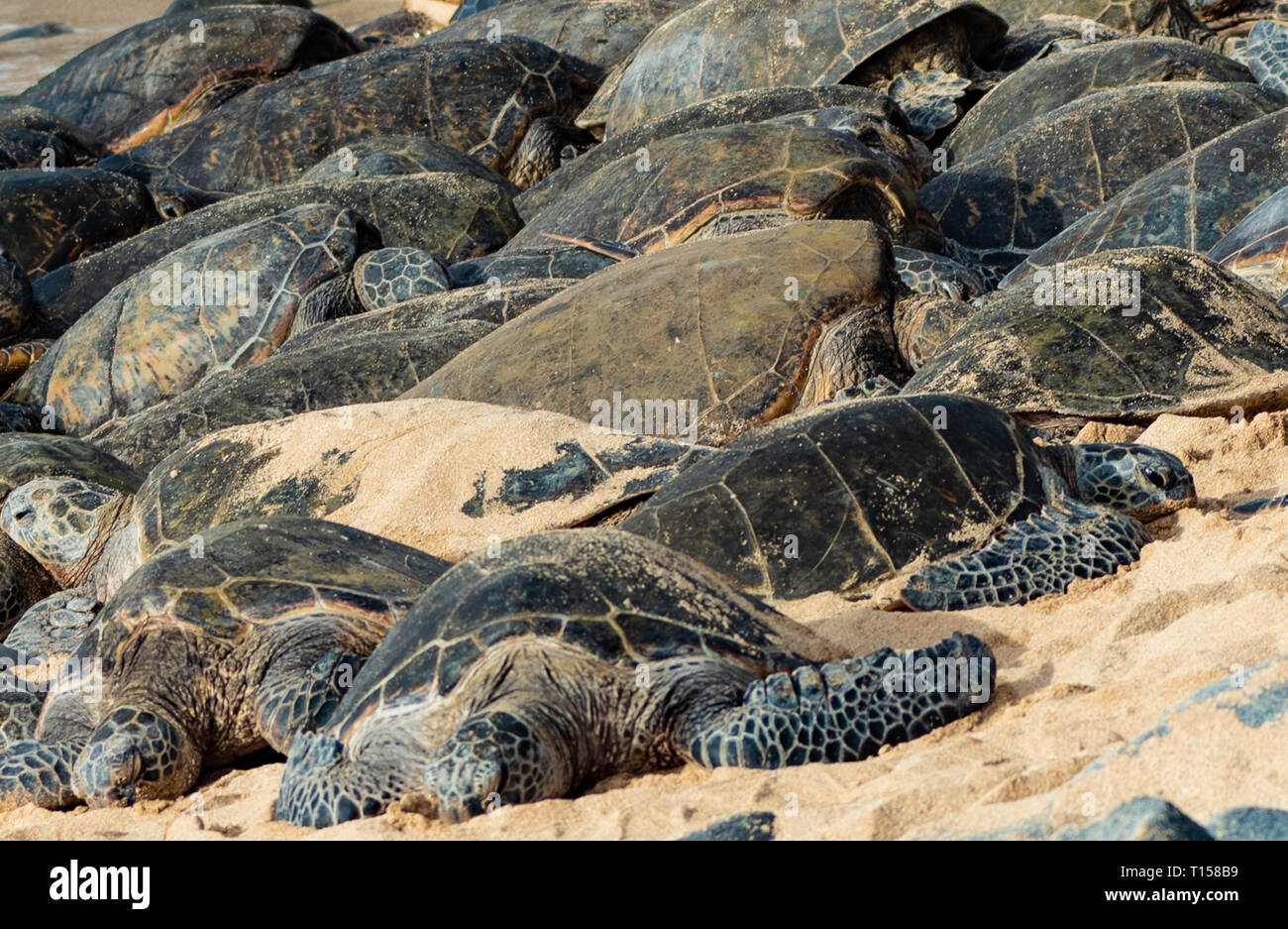 Unglaubliche Sammlung von Schildkröten in Ho'okipa Beach auf der North Shore von Maui. Stockfoto