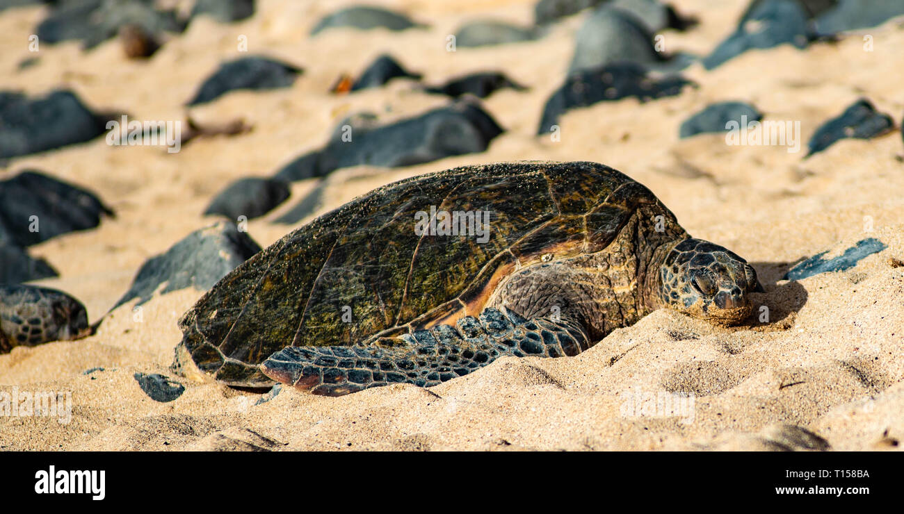 Unglaubliche Sammlung von Schildkröten in Ho'okipa Beach auf der North Shore von Maui. Stockfoto