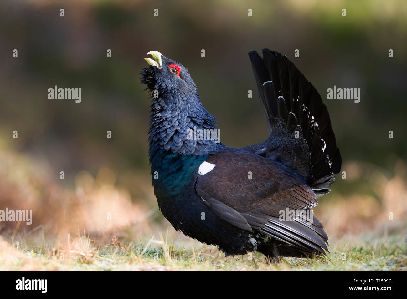 Schottland, Paarung Western Auerhahn am Pinienwald Stockfoto