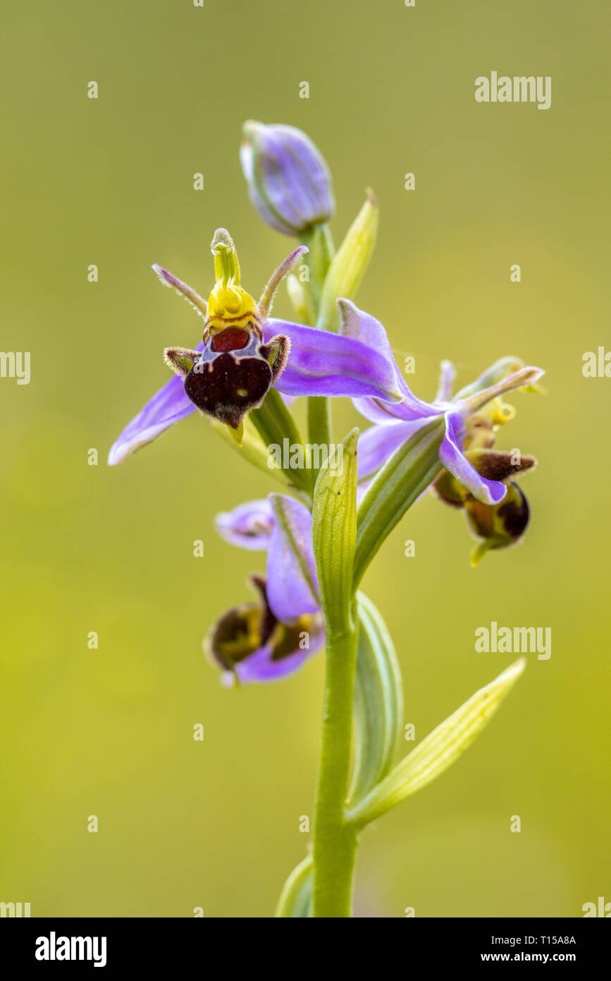 Drei Bienen-ragwurz (Ophrys apifera) rosa Blüten mimicing humblebee Insekten die Blume zu polinate. Auf verschwommenes grün Hintergrund Stockfoto