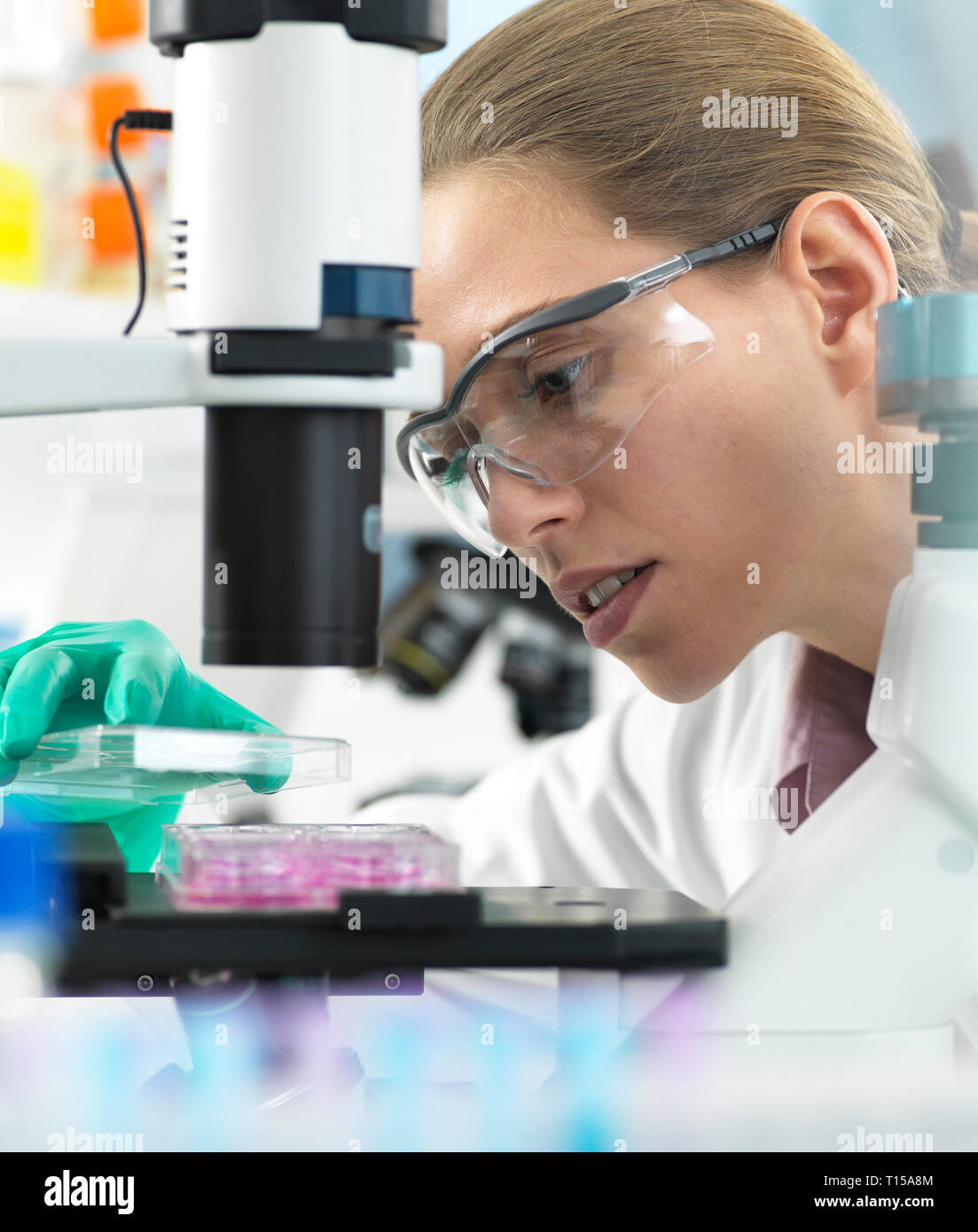 Die Forschung, Wissenschaftler, ein multi-well Platte unter dem Mikroskop bereit Zellen im Labor zu untersuchen Stockfoto