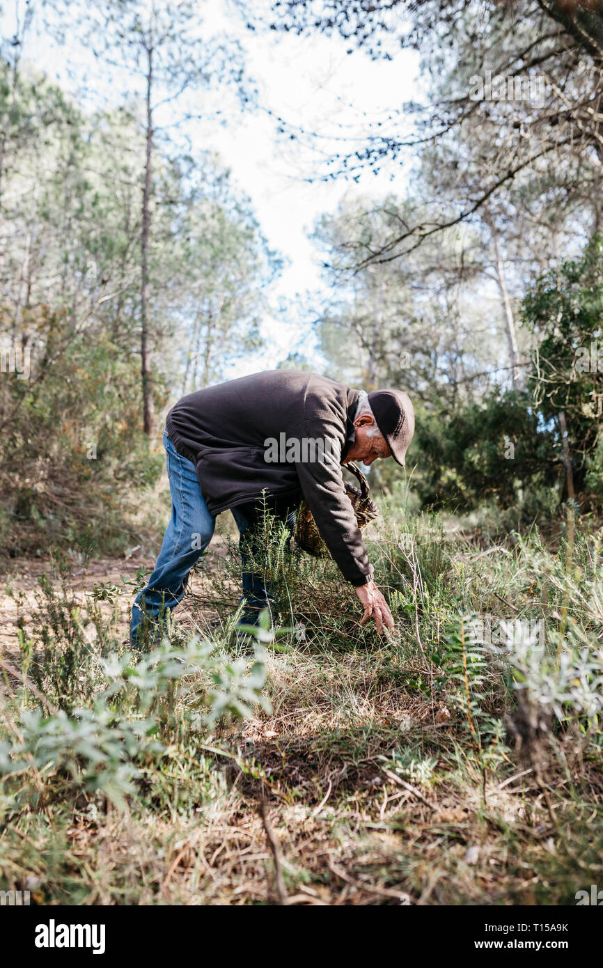 Ältere Menschen auf der Suche nach Pilzen im Wald Stockfoto
