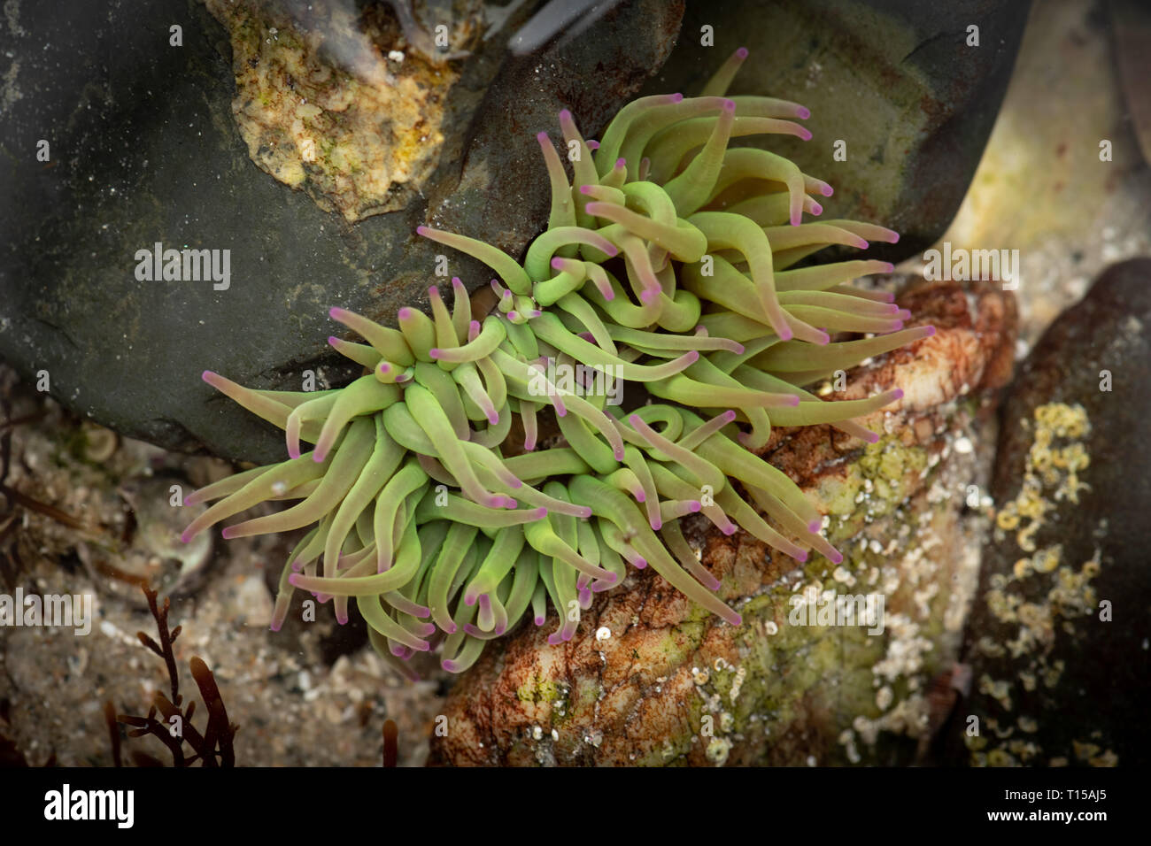 Anemonia viridis, Snakelocks Anemone. Es intensive Farbe kommt von zooxanthelle symbiotische Algen, dass Licht zu Gedeihen brauchen. Stockfoto