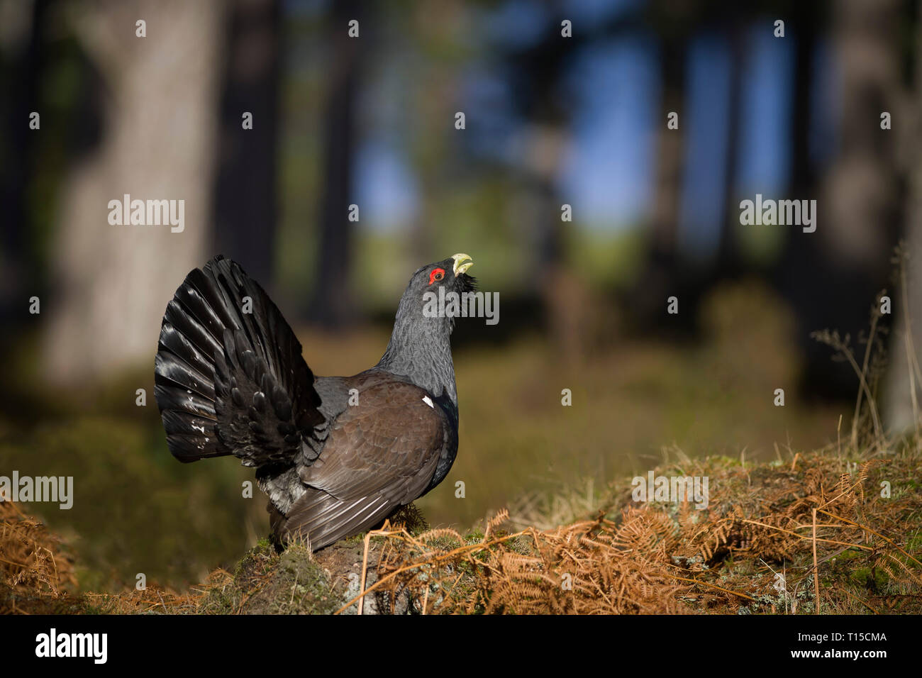 Schottland, Paarung Western Auerhahn am Pinienwald Stockfoto
