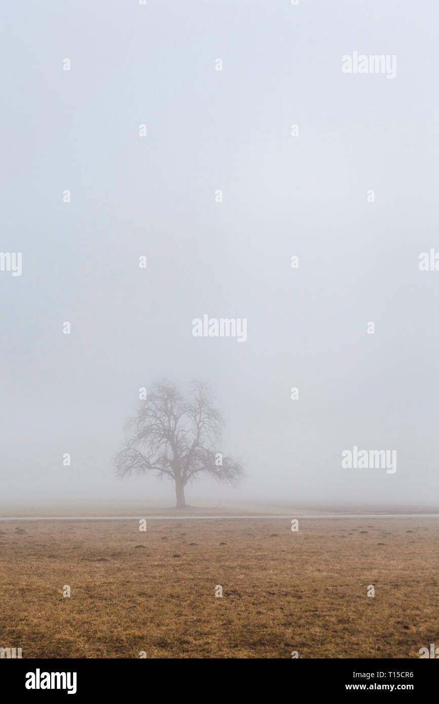Slowenien Begunje na Gorenjskem, in ländlicher Umgebung, einsamer Baum und Nebel in einem Wintertag Stockfoto
