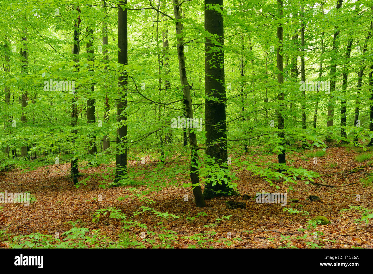 Wichtige grüne Wald im Frühling. Bayern, Steigerwald, Deutschland. Stockfoto