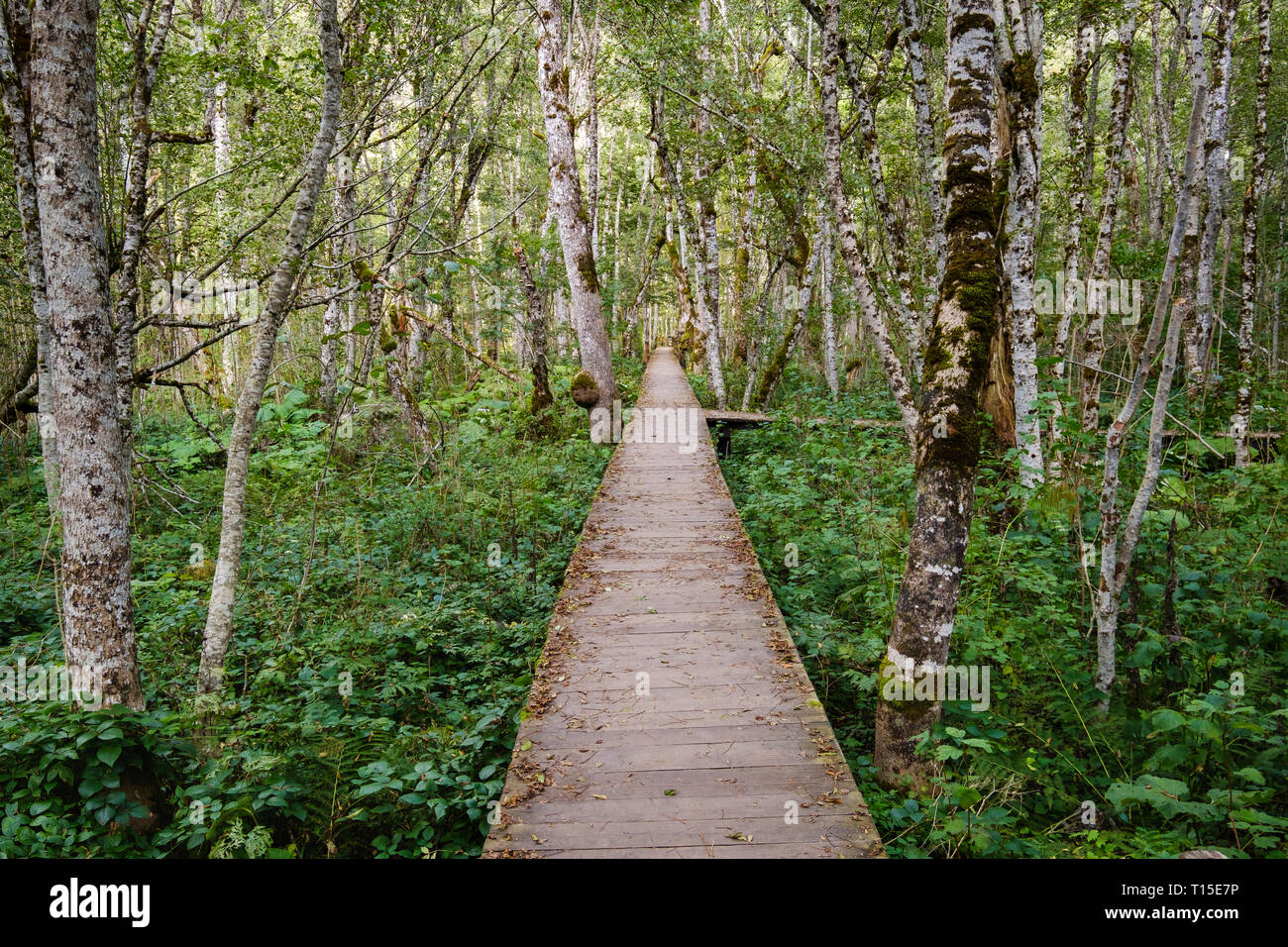 Montenegro Kolasin Provinz, Biogradsko jezero National Park, Promenade durch Urwald Stockfoto