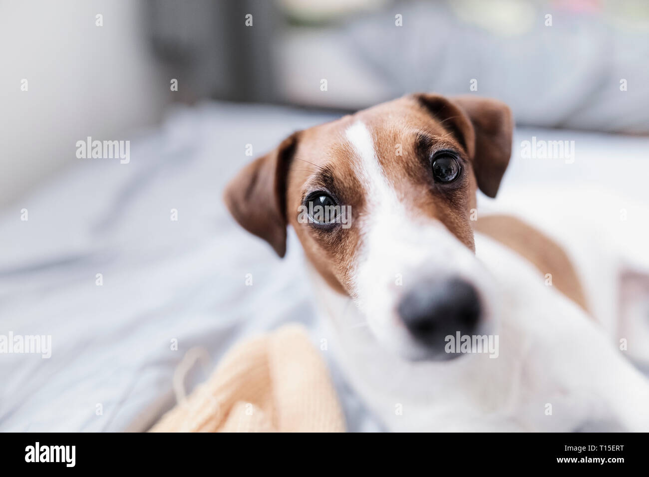 Portrait von Jack Russel Terrier Stockfoto