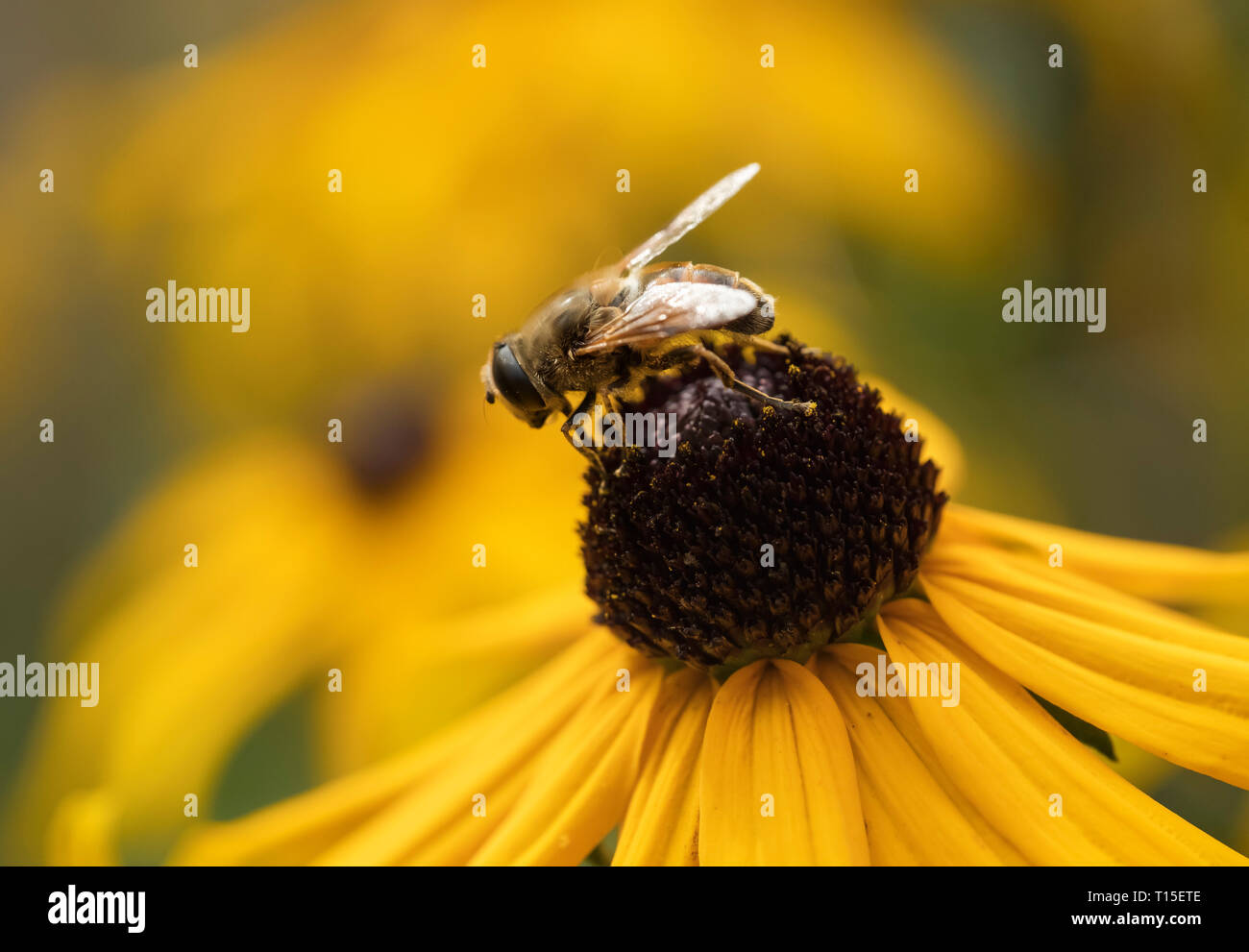 Drohne fliegen, Eristalis Tenax, auf coneflower Stockfoto