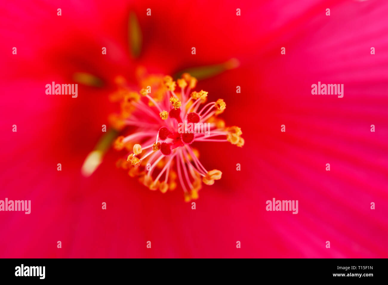 Stempel und Staubgefäße rosa Gemeinsame Hibiskus, close-up Stockfoto
