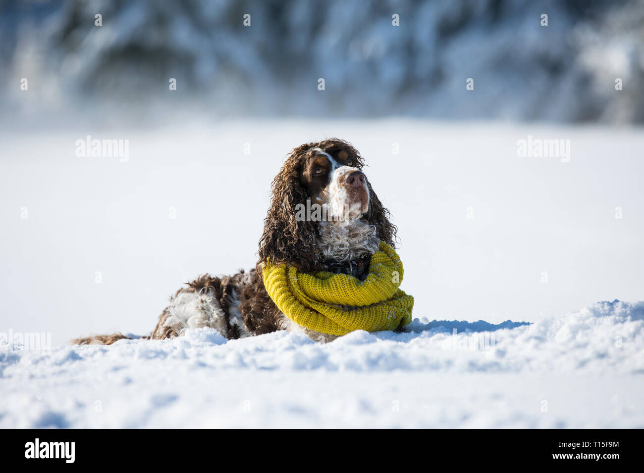 English Springer Spaniel tragen gelbe Schal liegen auf Schnee - Wiese bedeckt Stockfoto