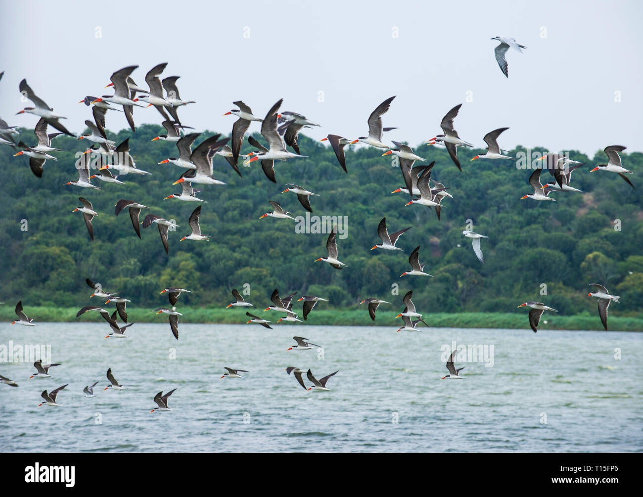 Afrika, Uganda, riesige Schwärme von Vögeln, Queen Elizabeth National Park Stockfoto