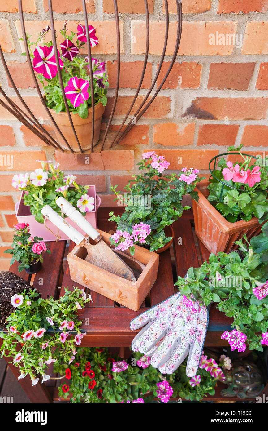 Verschiedene Topfpflanzen im Frühjahr und Sommer Blumen, Gartengeräte und Handschuhe Stockfoto