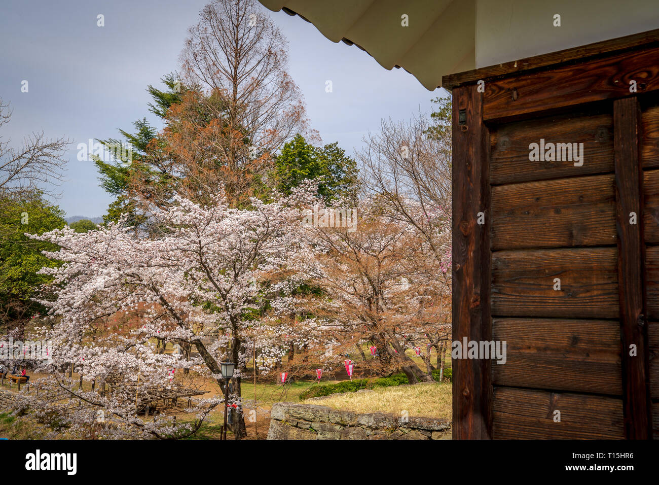 Kirschblüten bei udea Schloss im Frühling - Präfektur Nagano. Stockfoto