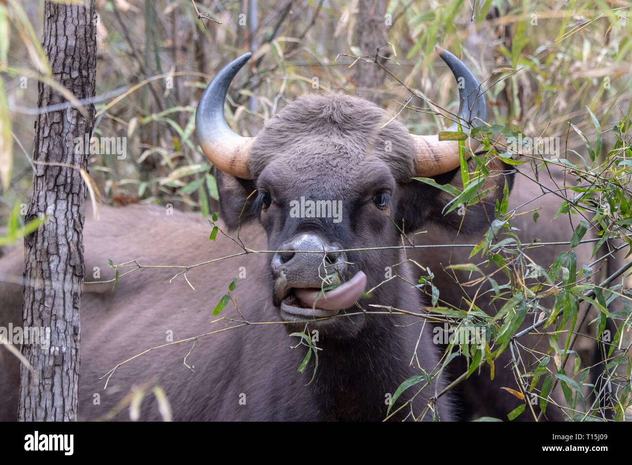 Gaur (Bos gaurus) wird auch als der indische Bisons bekannt und ist heilig und auch anfällig auf der Roten Liste der IUCN. Stockfoto