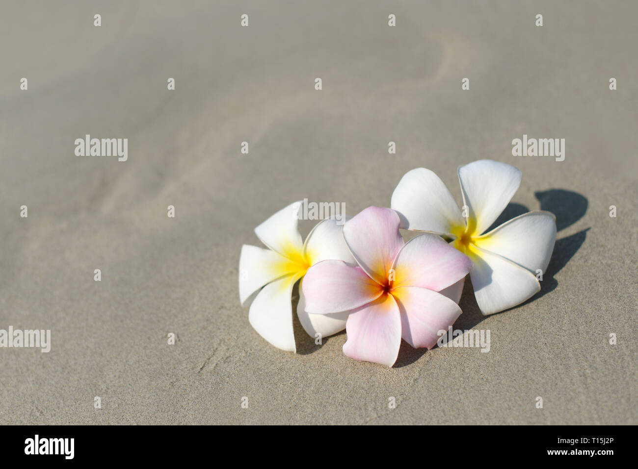 Weiss Und Rosa Plumeria Frangipani Bluten Am Sandstrand Vor Der Kuste In Der Tropisch Exotischen Anzeigen Reise Urlaub Konzept Kostenlose Kopie Stockfotografie Alamy