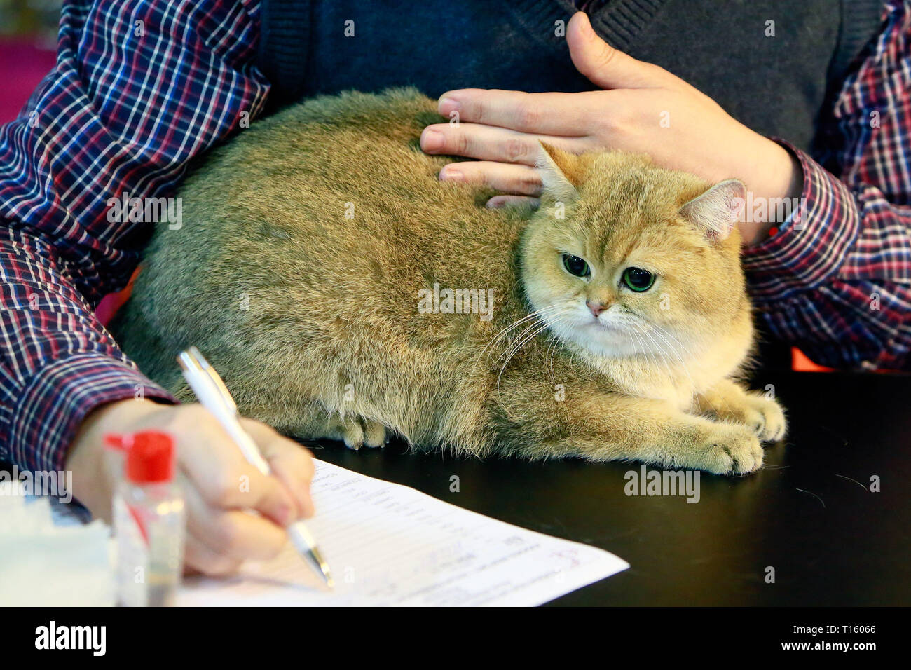 Bukarest Rumänien 23 Mär 2019 Eine Britisch Kurzhaar