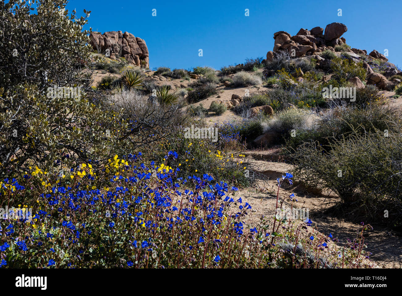 Wüstenlandschaft mit Wüste BLUEBELLS (Phacilia campalunaria) die Wanderung zum verlorenen Palms Oase mit Kalifornien VENTILATOR PALMEN (Washingtonia filifera) - JOSH Stockfoto