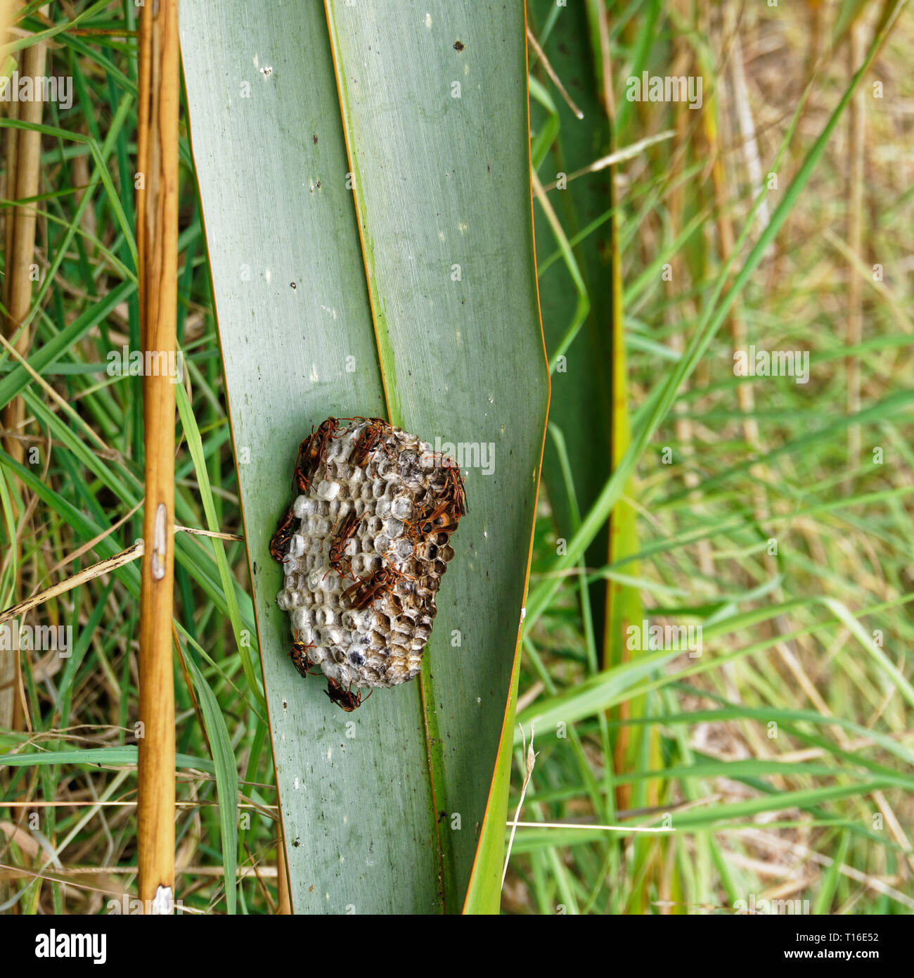 Paper wasp Nest auf Tiritiri Matangi Island Open Nature Reserve, Neuseeland. Stockfoto