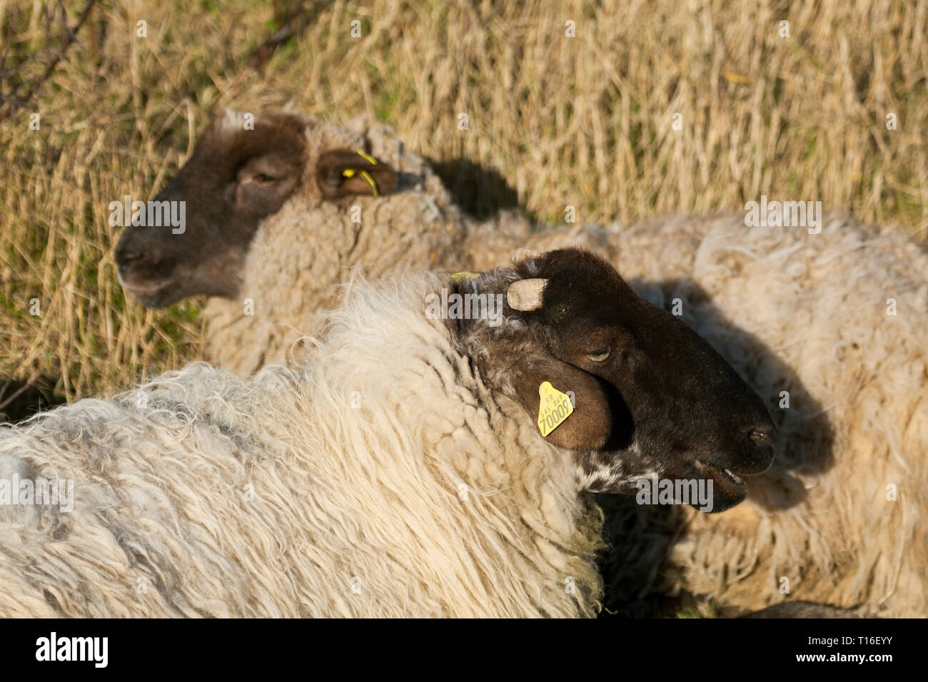 Schafe in Le Cayeux-sur-Mer, Somme, Hauts-de-France, Frankreich Stockfoto