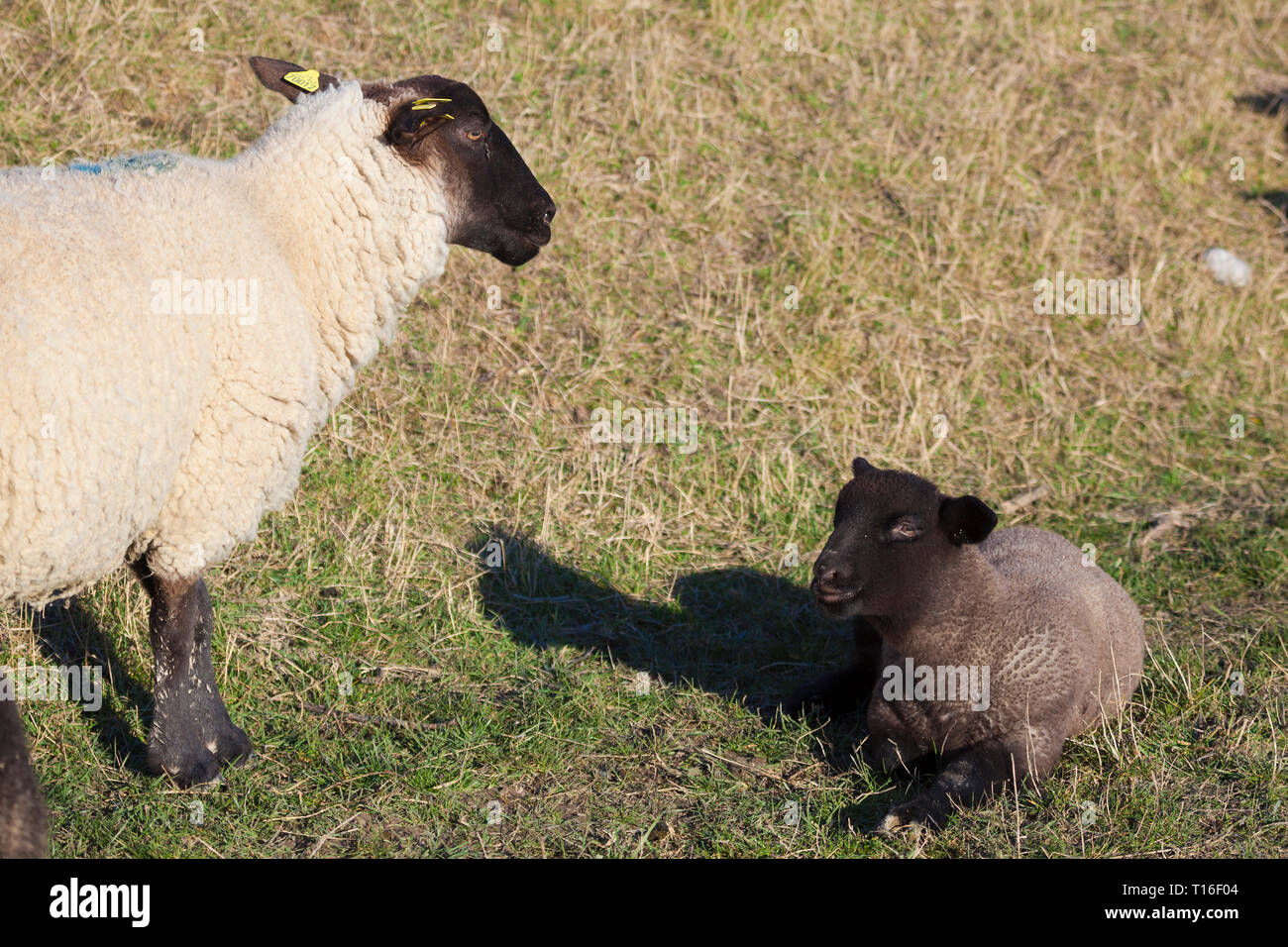 Schafe in Le Cayeux-sur-Mer, Somme, Hauts-de-France, Frankreich Stockfoto