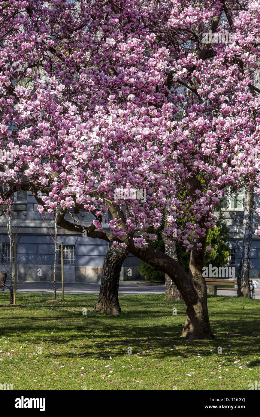 Magnolia an der Roosevelt Square Stockfoto