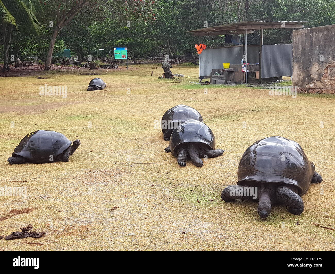 Schildkröten auf Curieuse Island auf den Seychellen Stockfoto