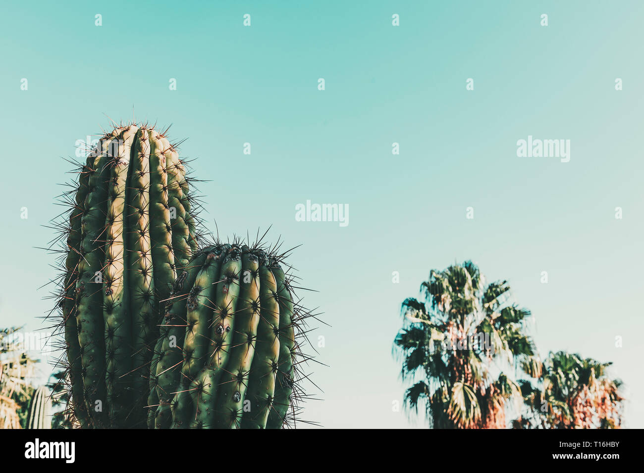 Kaktus auf blau trkis Sky mit einigen Unschrfen Palmen im Hintergrund,  minimale Kreative noch leben, kopieren Platz fr Text Stockfotografie -  Alamy