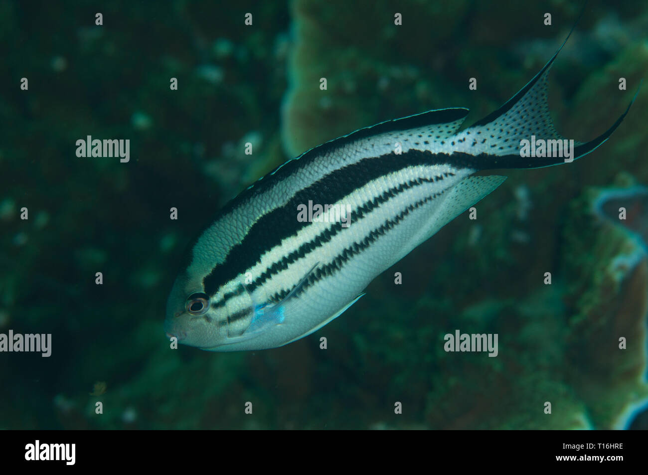 Schwarzgestreifter Angelfisch, Genicanthus lamarck, weiblich, Melissa's Garden Tauchplatz, Penemu Island, Raja Ampat, West Papua, Indonesien Stockfoto