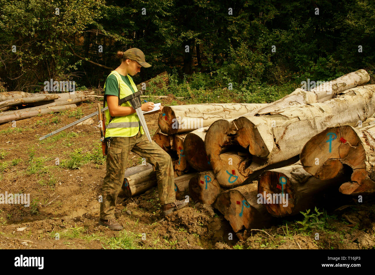 Junge Frau Ranger prüft die Qualität des Holzes. Förster bei der Arbeit. Stockfoto