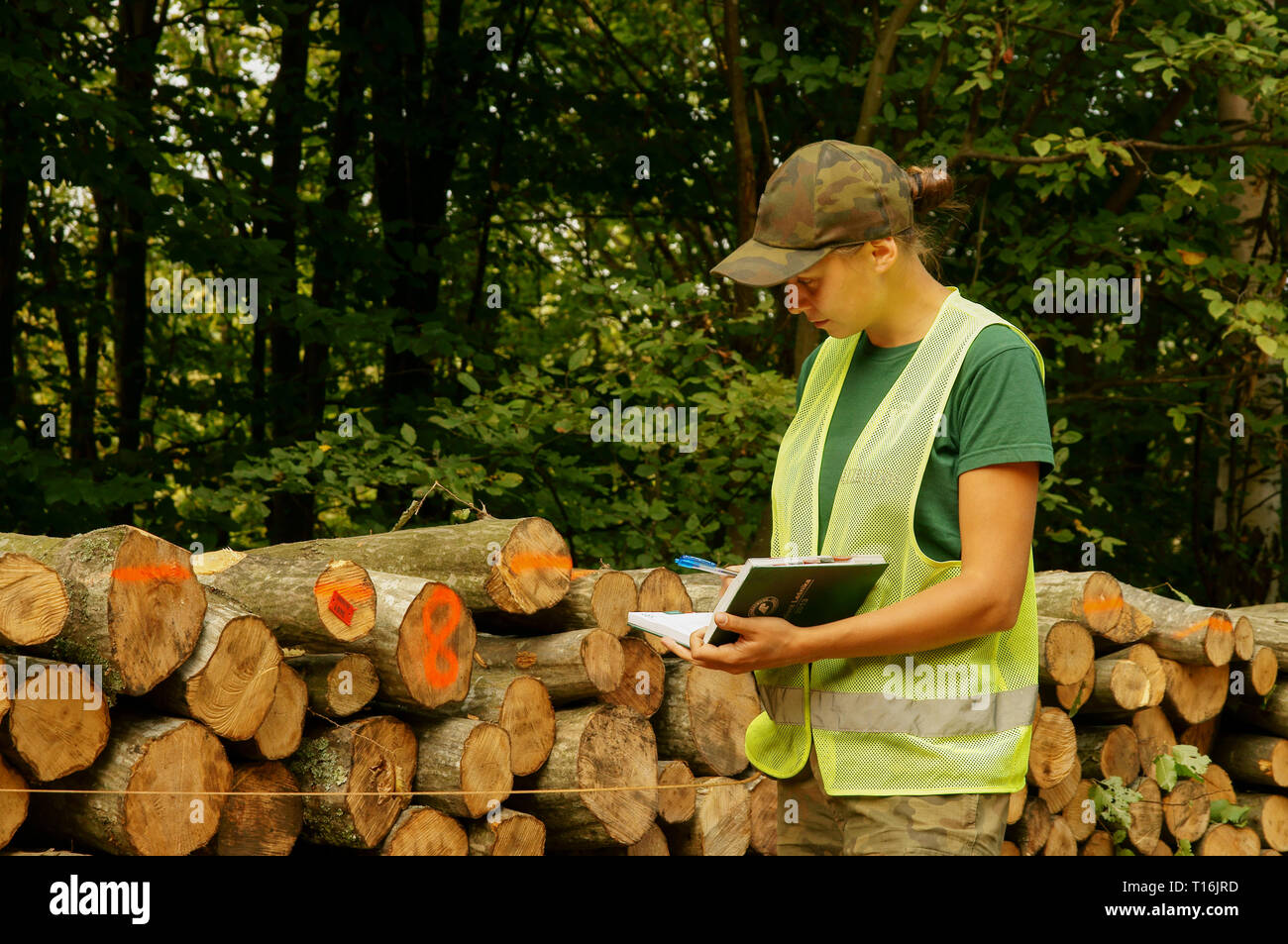Junge Frau Ranger prüft die Qualität des Holzes. Förster bei der Arbeit. Stockfoto