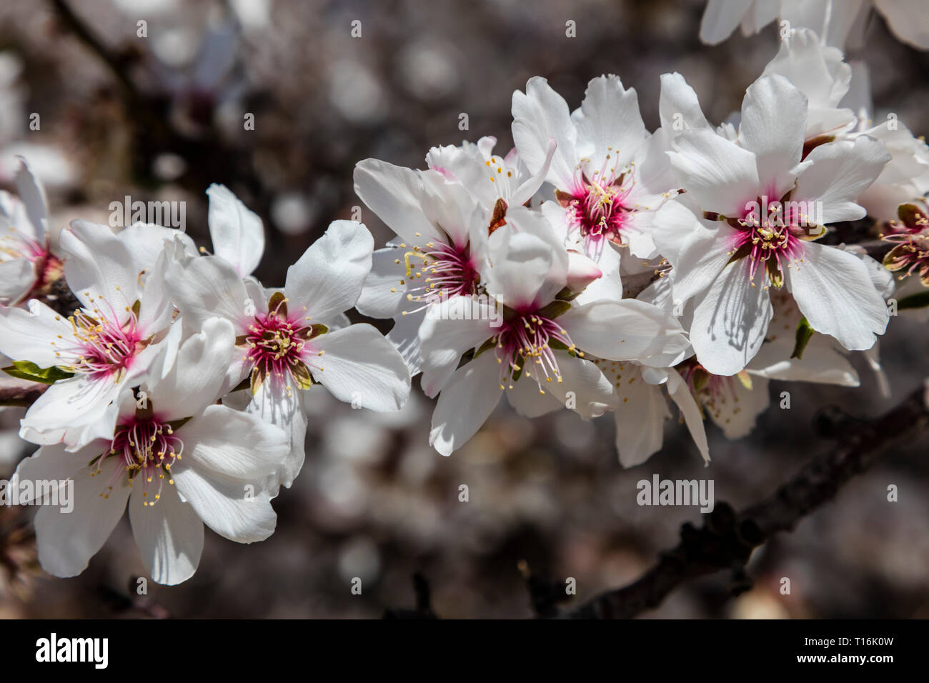 Mandelbäume in voller Blüte - SAN JUAQUIN Valley, Kalifornien Stockfoto