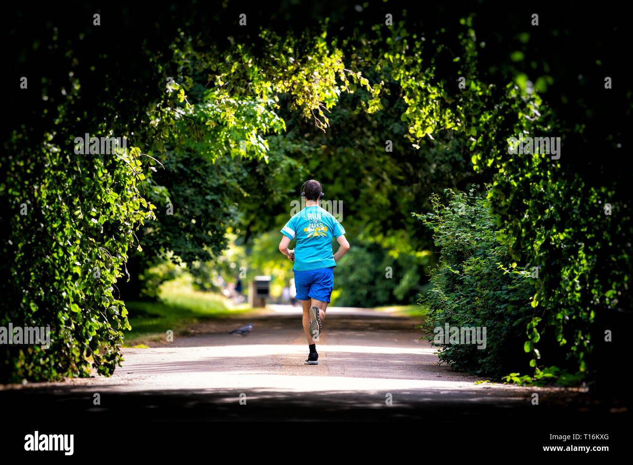 London, Großbritannien - 24 Juni 2018: der Mensch in der Gasse zurück laufen Jogging Pfad in Hyde Park, Kensington Tunnel canopy Green Tree View im Sommer in den Vereinigten Ki Stockfoto London, Großbritannien - 24 Juni 2018: der Mensch in der Gasse zurück laufen Jogging Pfad in Hyde Park, Kensington Tunnel canopy Green Tree View im Sommer in den Vereinigten Ki Stockfoto