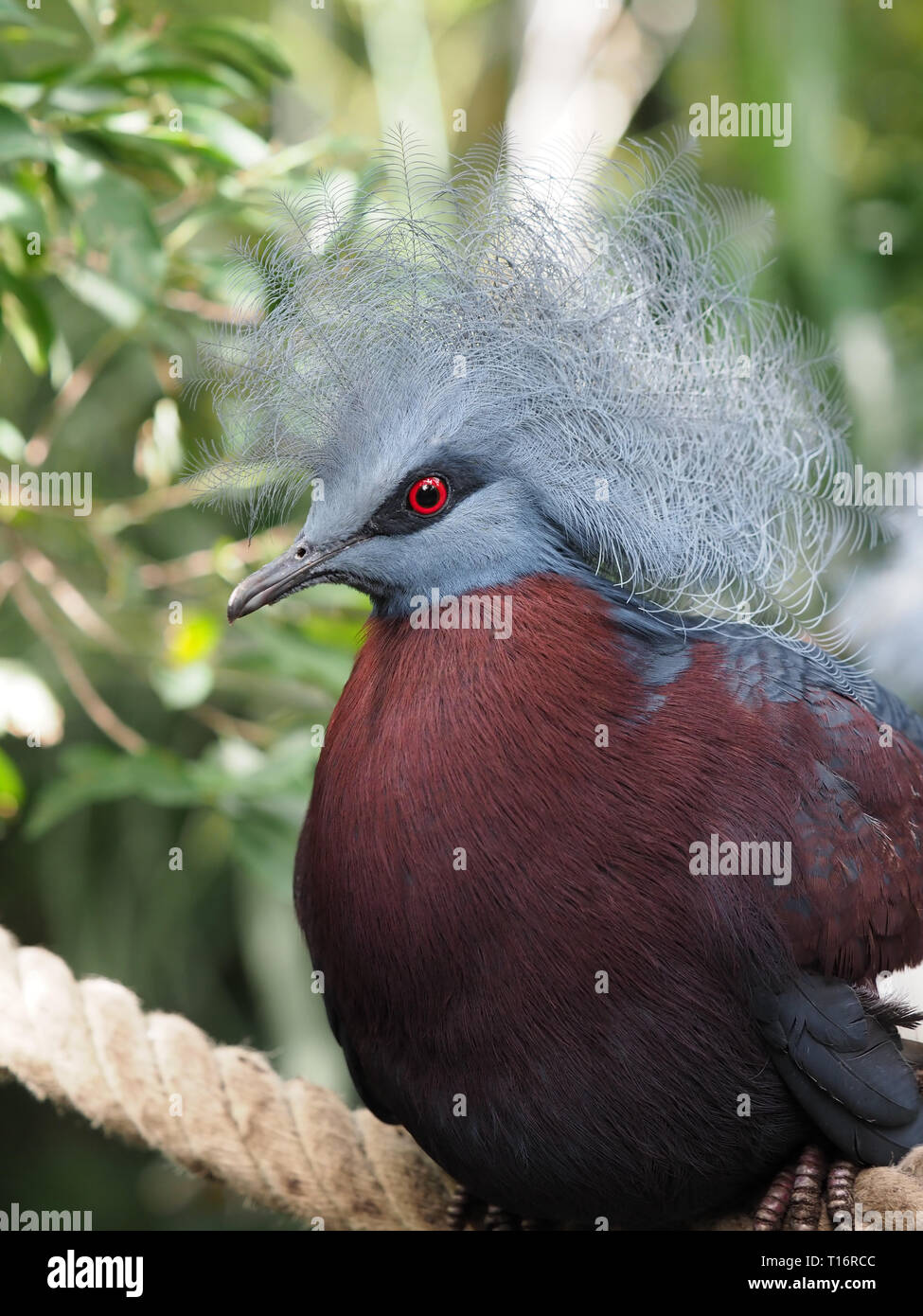 Western gekrönt Taube. Stockfoto