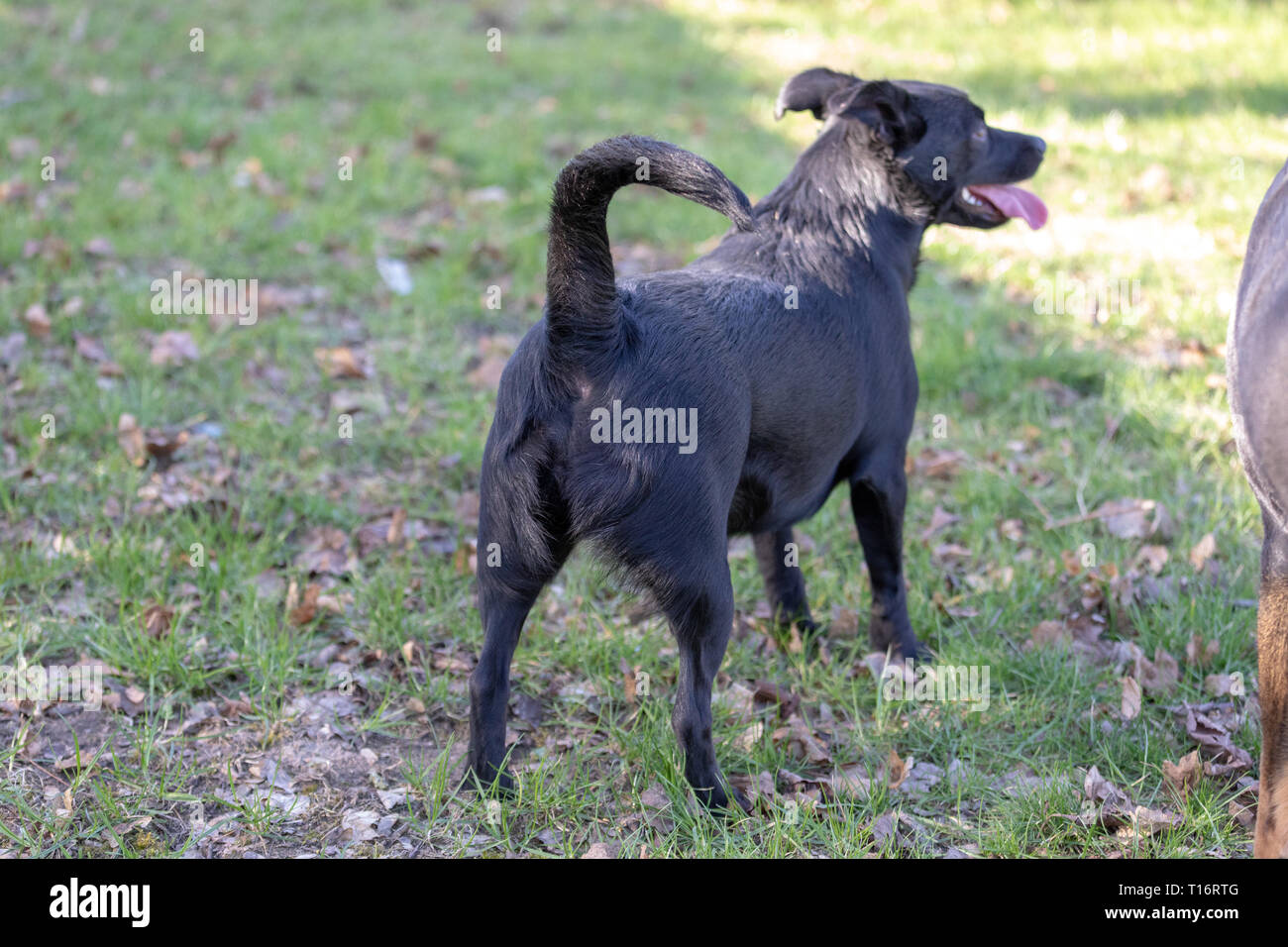 Labrador mix Hund ist weg, der über ein grünes Feld. Cute entlaufene Hund Stockfoto
