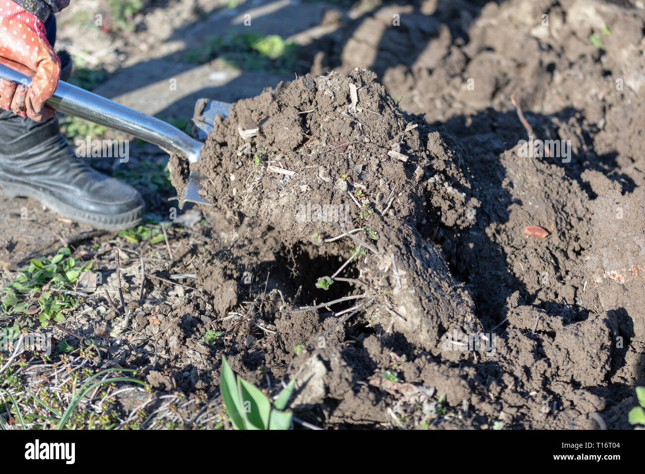 Gartenbau vorbereiten Boden durch das Graben mit einem Garten Spaten. Stockfoto