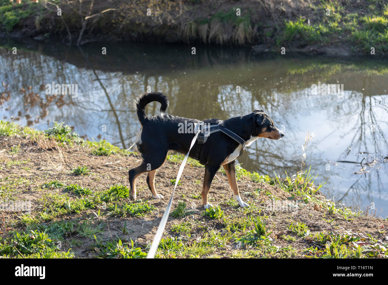 Adorable appenzeller Mountain dog steht auf einem See im Park Stockfoto