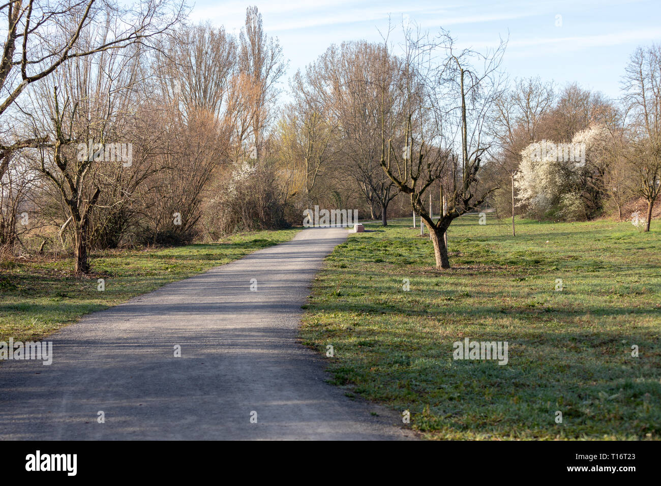 Schöner Frühling Landschaft am Morgen Park in Frankenthal Stockfoto