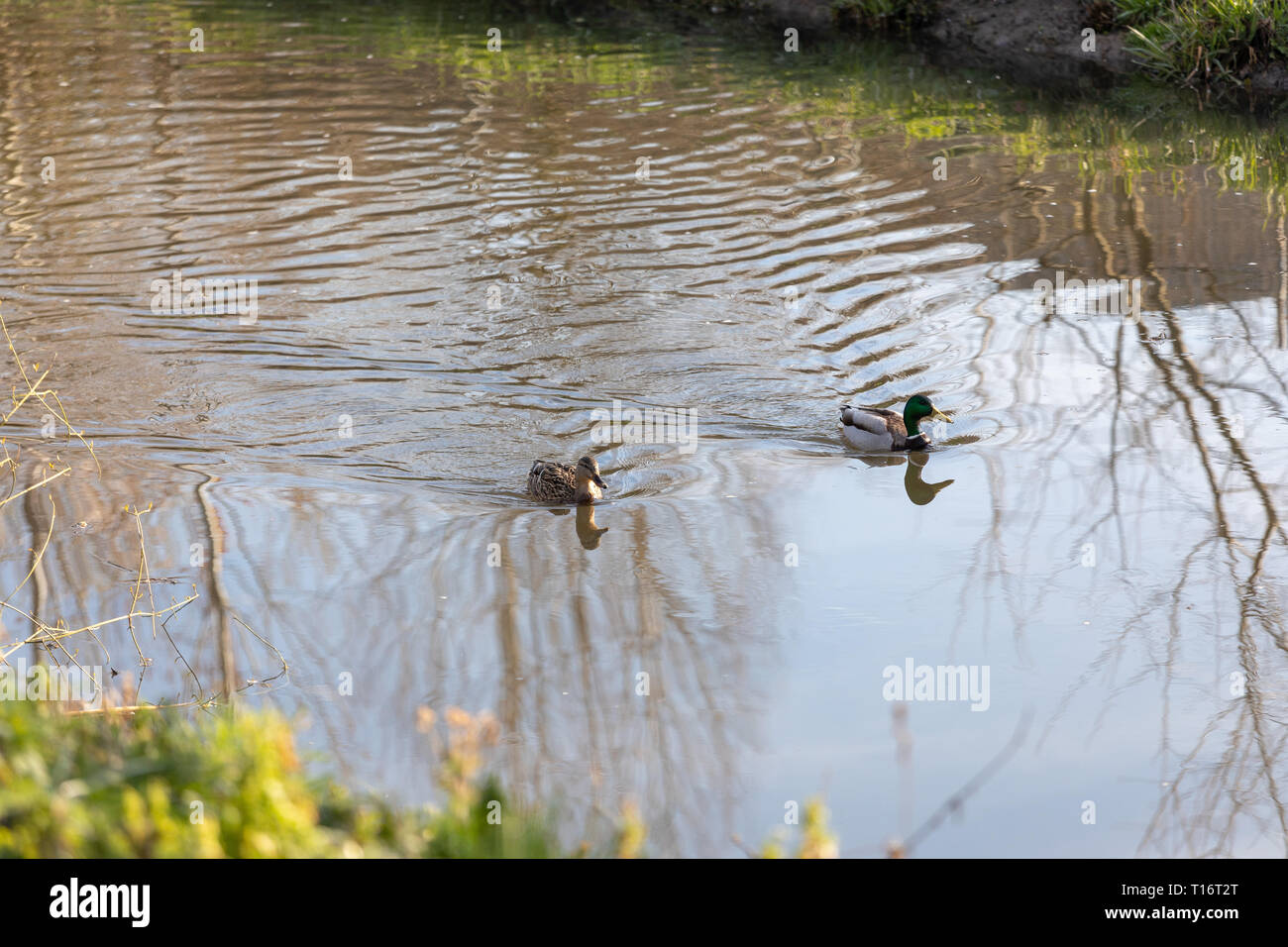 Männliche Stockente folgt weibliche Ente, wie Sie auf die Wasseroberfläche im kleinen See im Frühjahr schwimmen Stockfoto