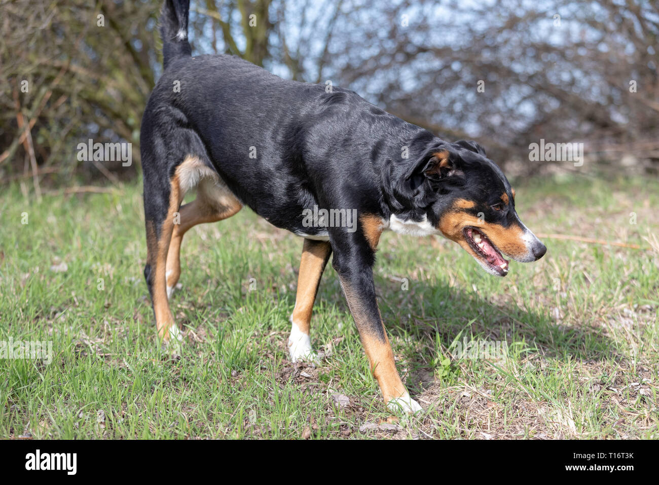 Appenzeller Sennenhund, Portrait eines Hundes close-up. Stockfoto