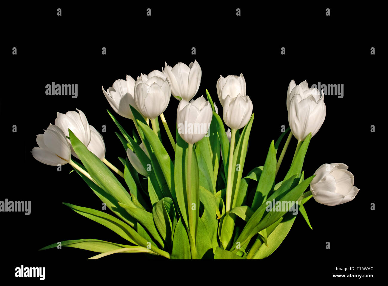 Bündel weißen Tulpen auf schwarzem Hintergrund Stockfoto